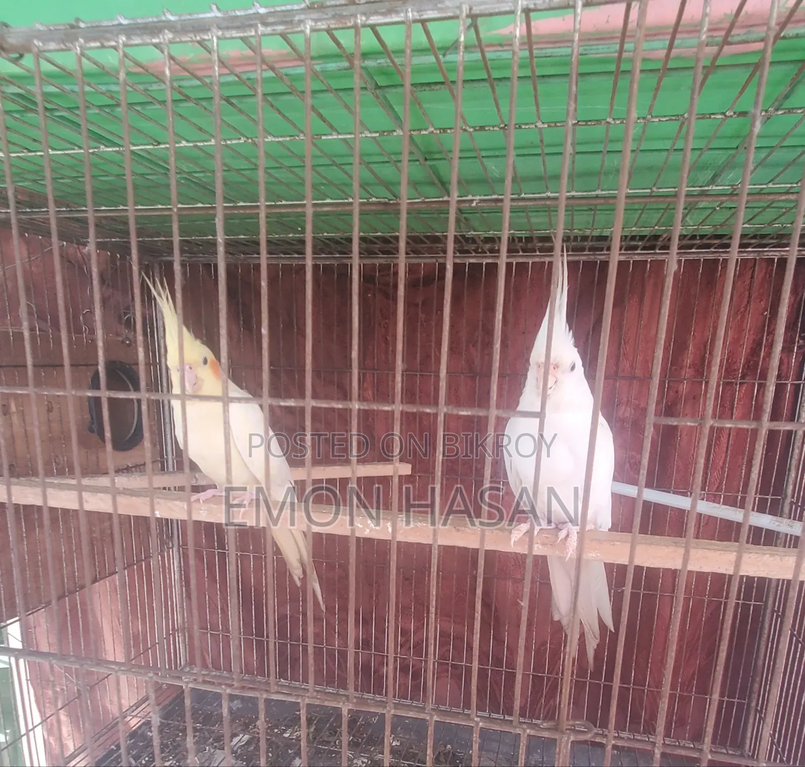 Cockatiel Pair