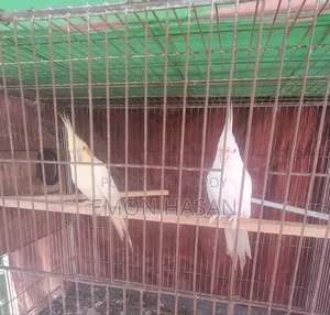 Cockatiel Pair