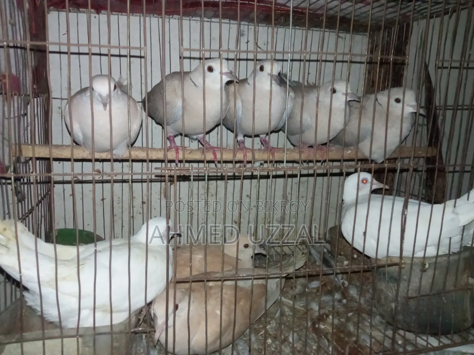 Australian Dove