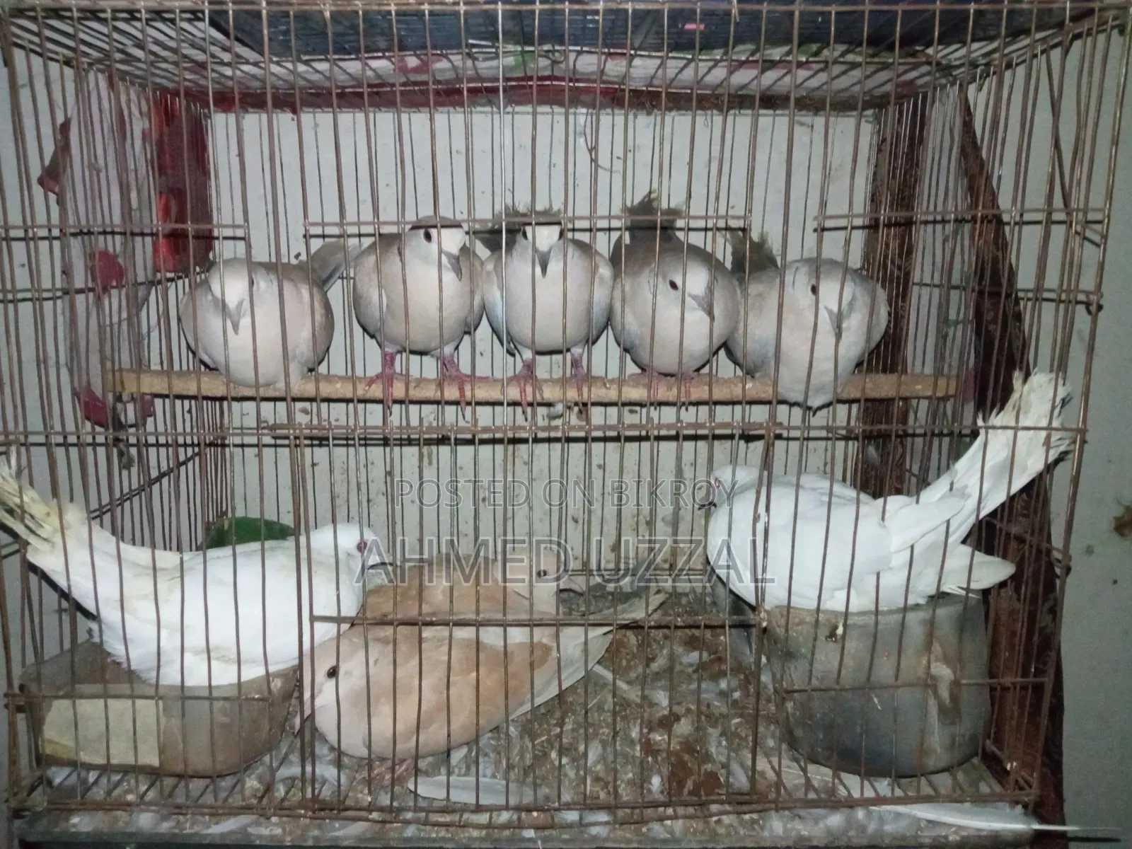Australian Dove