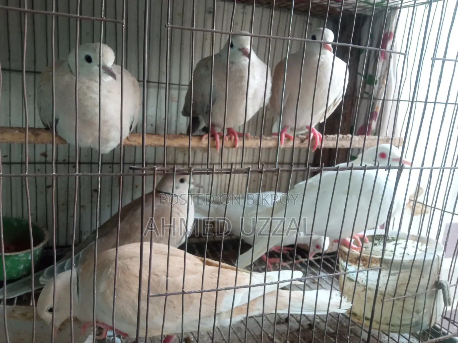 Australian Dove
