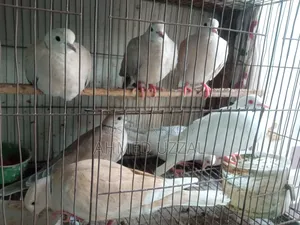 Australian Dove