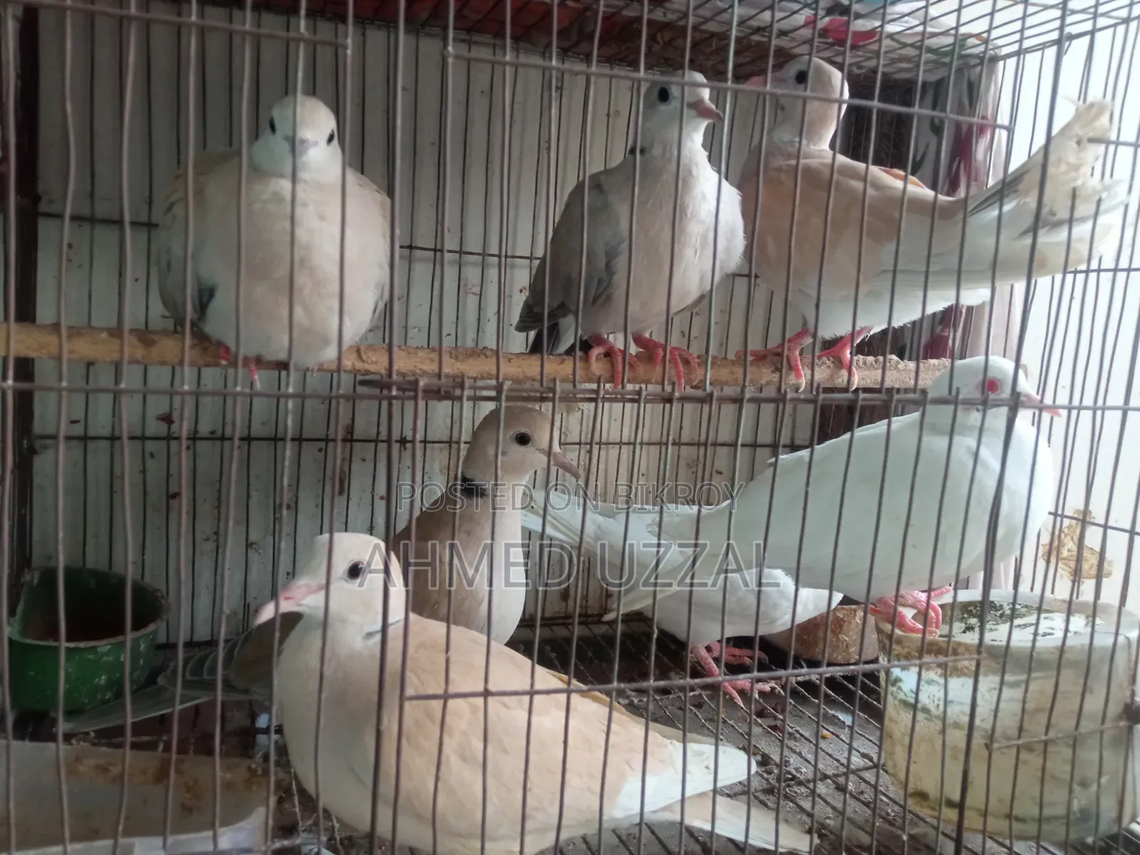 Australian Dove