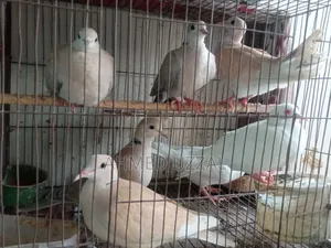 Australian Dove