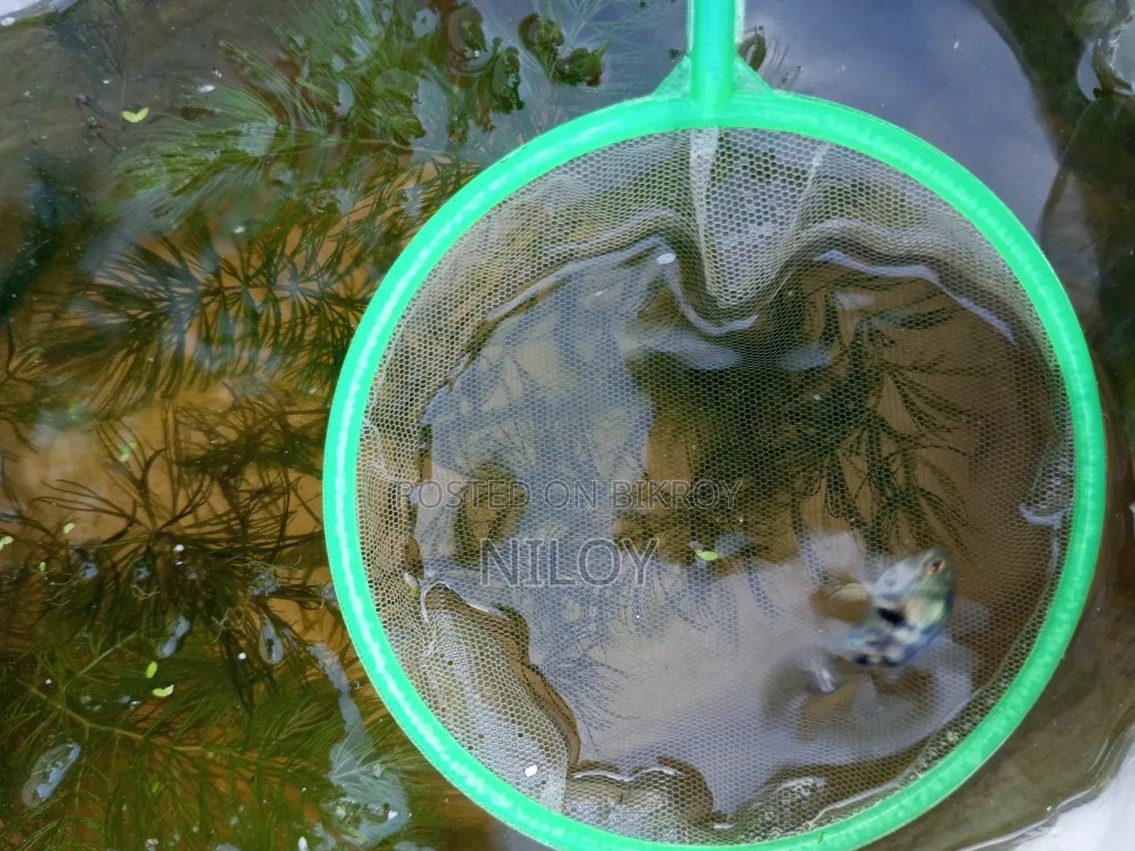 Guppy Fish