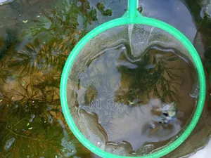Guppy Fish