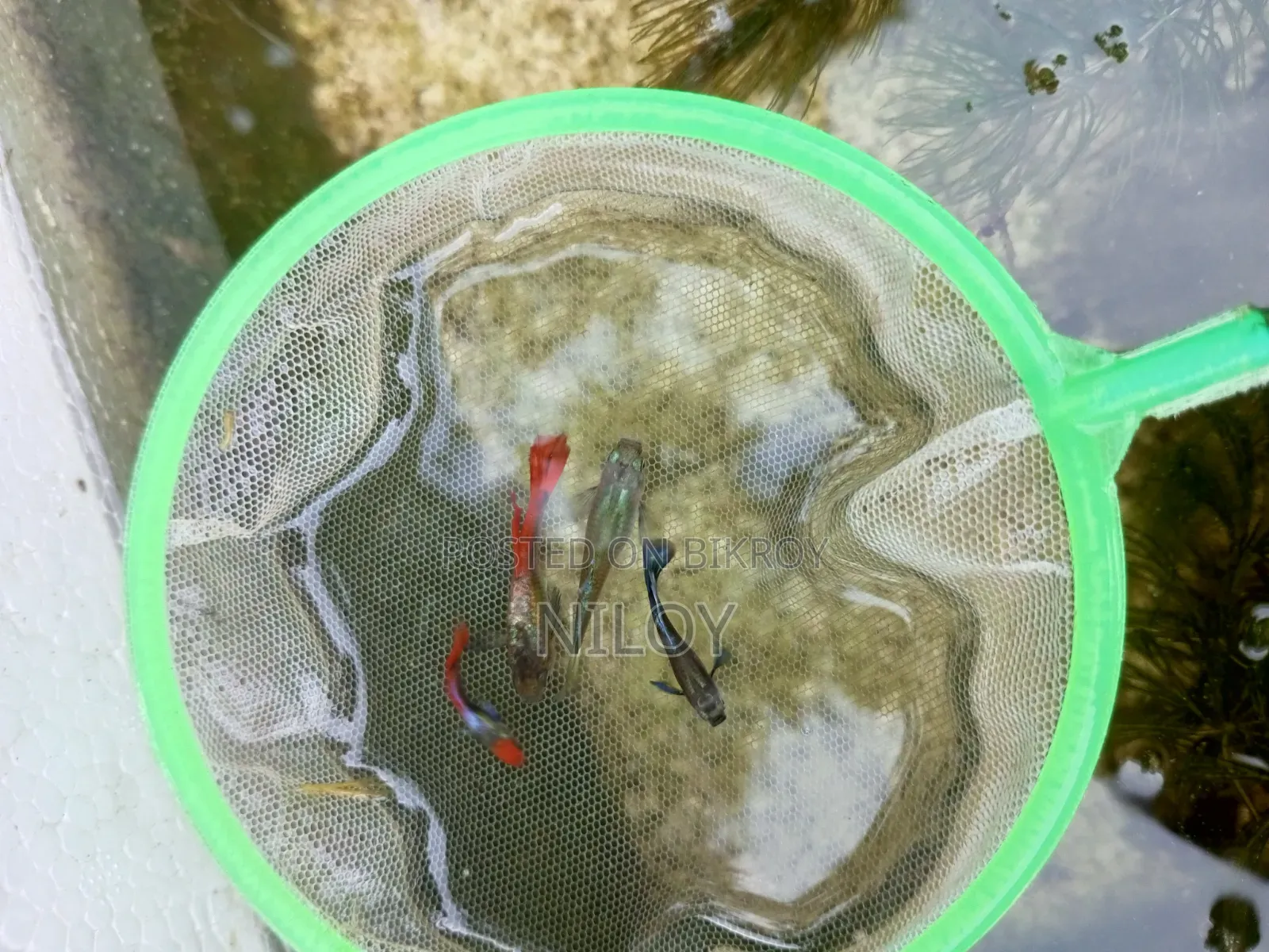 Guppy Fish