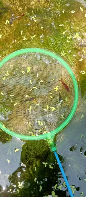Guppy Fish