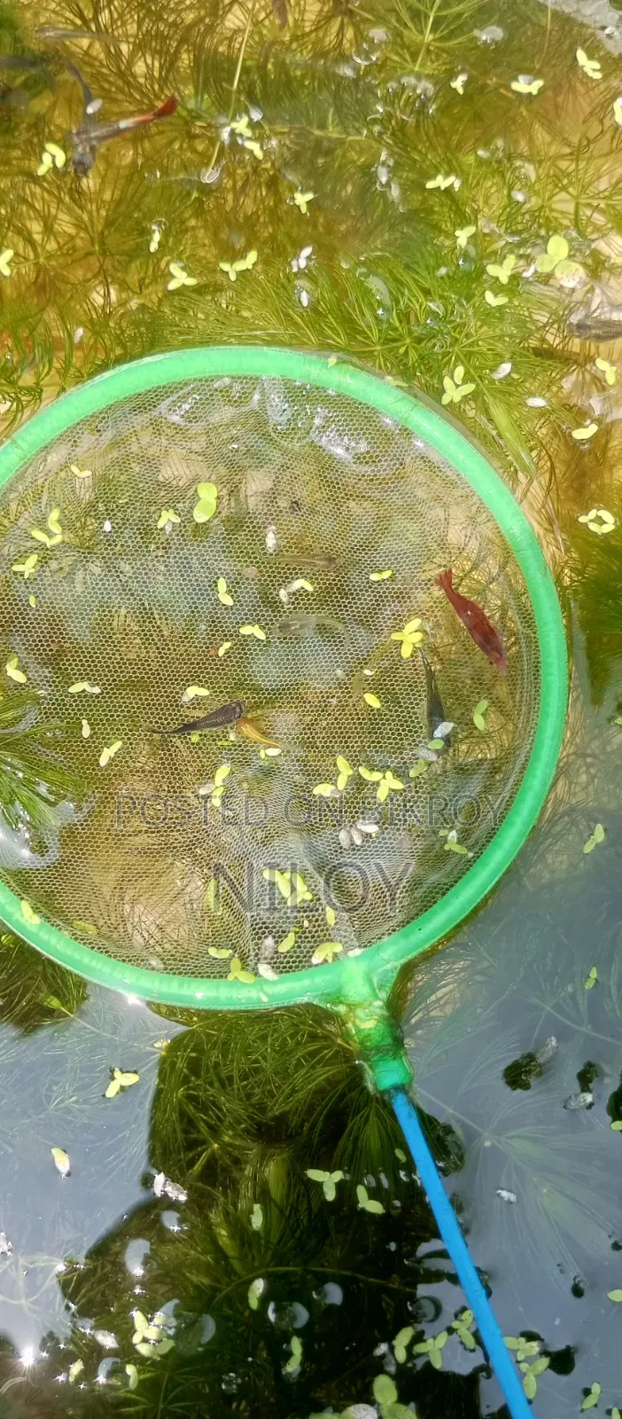 Guppy Fish