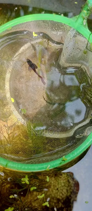 Guppy Fish