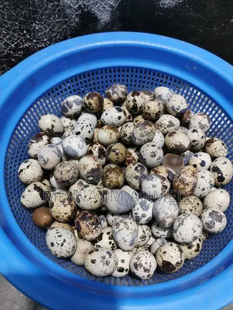 Original Japanese Quail Hatching Eggs for Sale