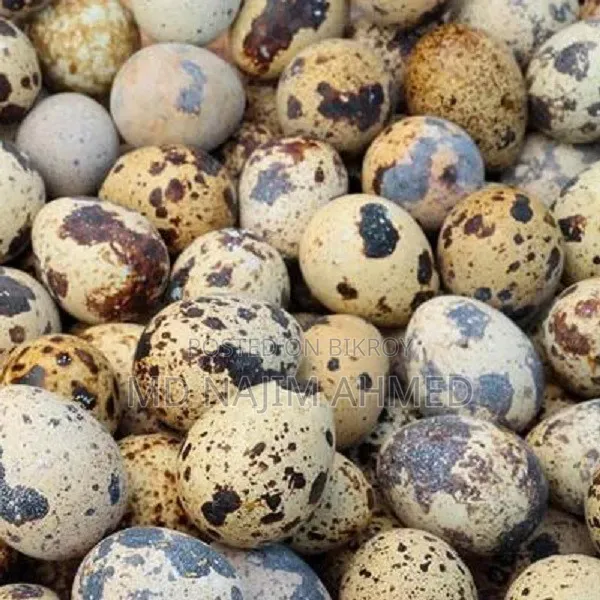 Original Japanese Quail Hatching Eggs for Sale