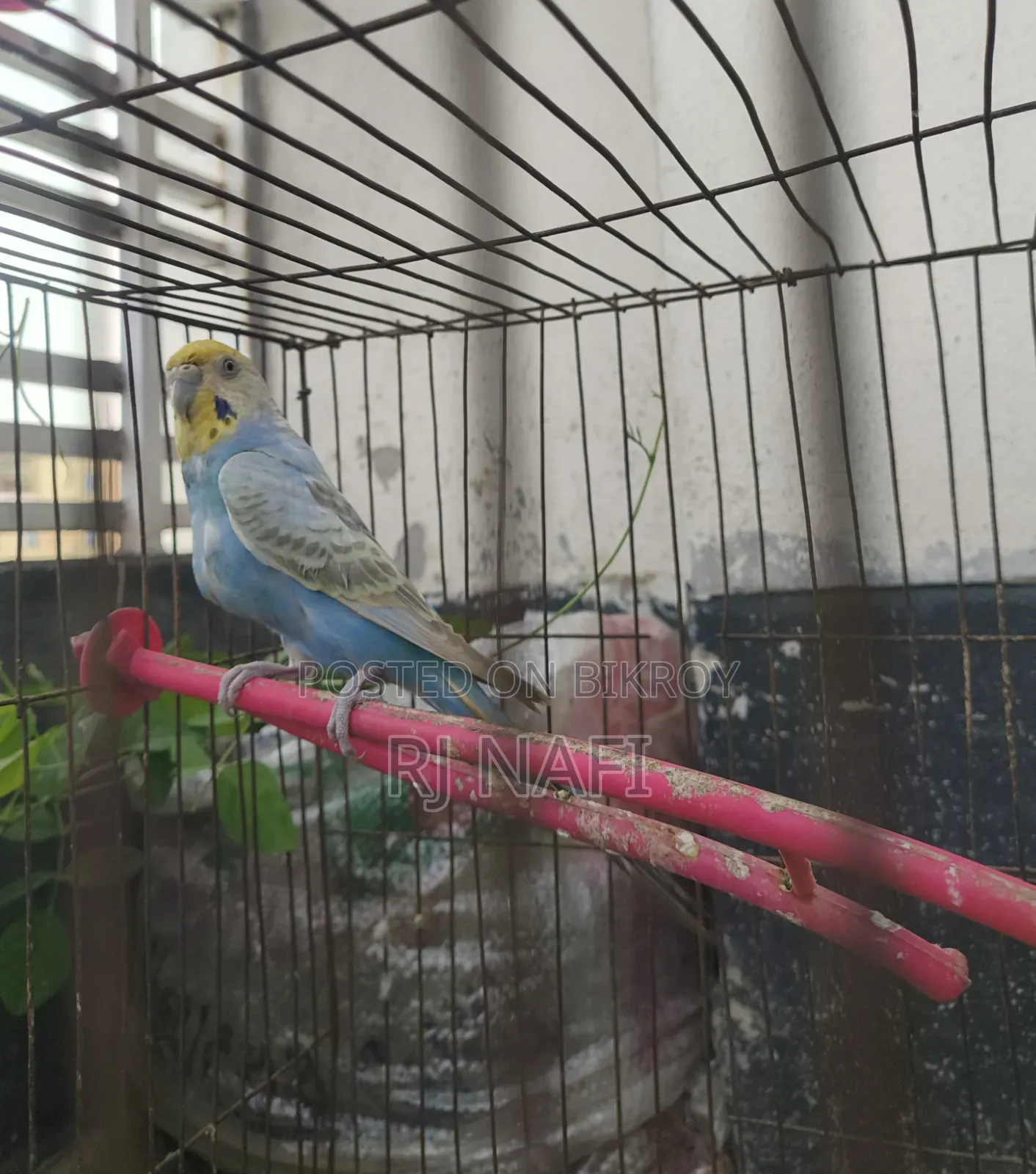 Rainbow Female Budgie