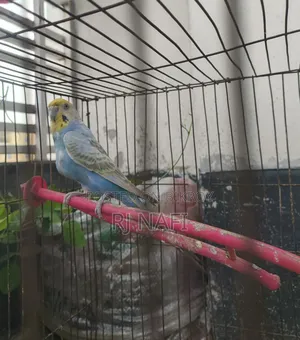 Rainbow Female Budgie