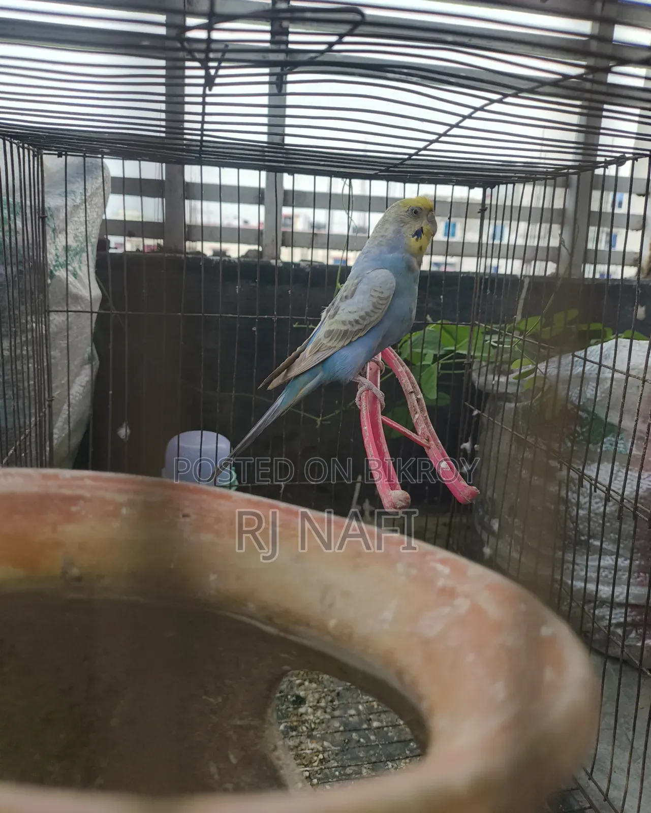 Rainbow Female Budgie