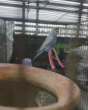 Rainbow Female Budgie