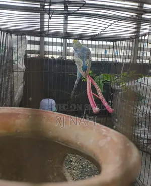 Rainbow Female Budgie