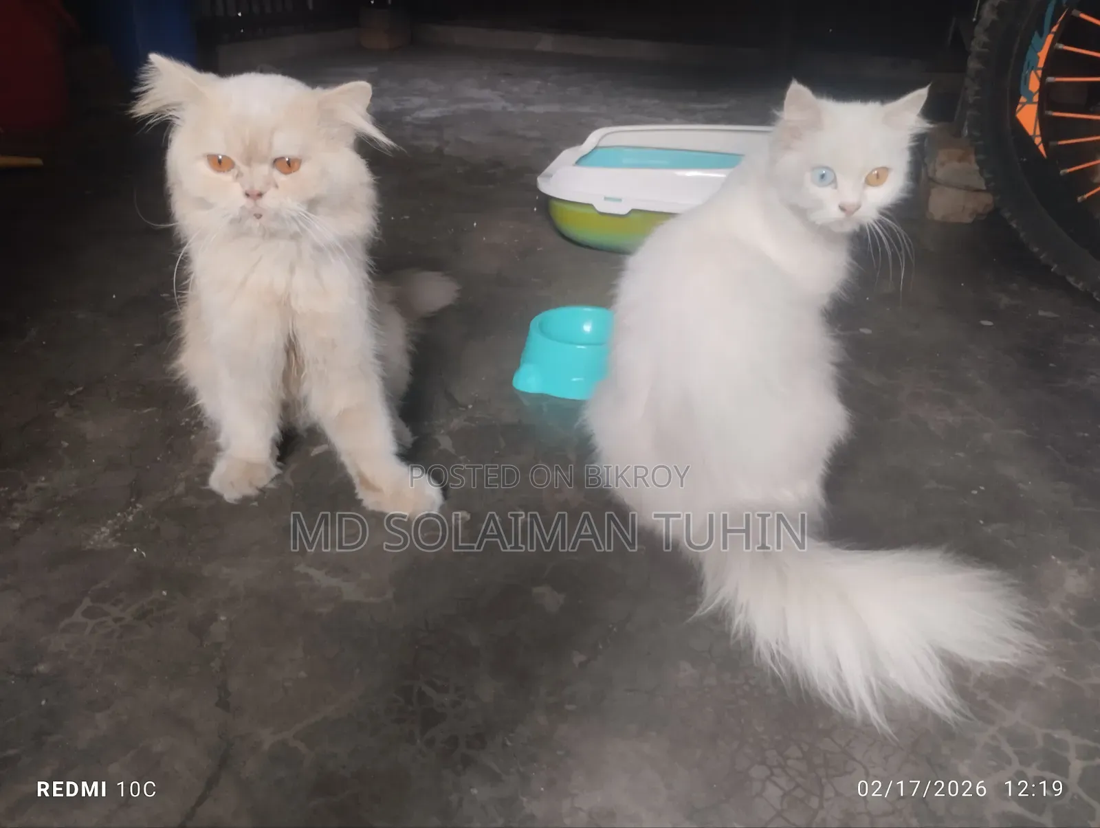 1+ Year Male Purebred Persian