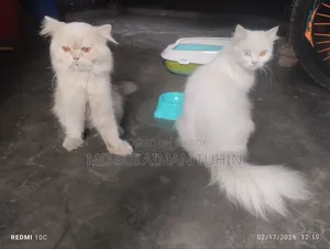 1+ Year Male Purebred Persian