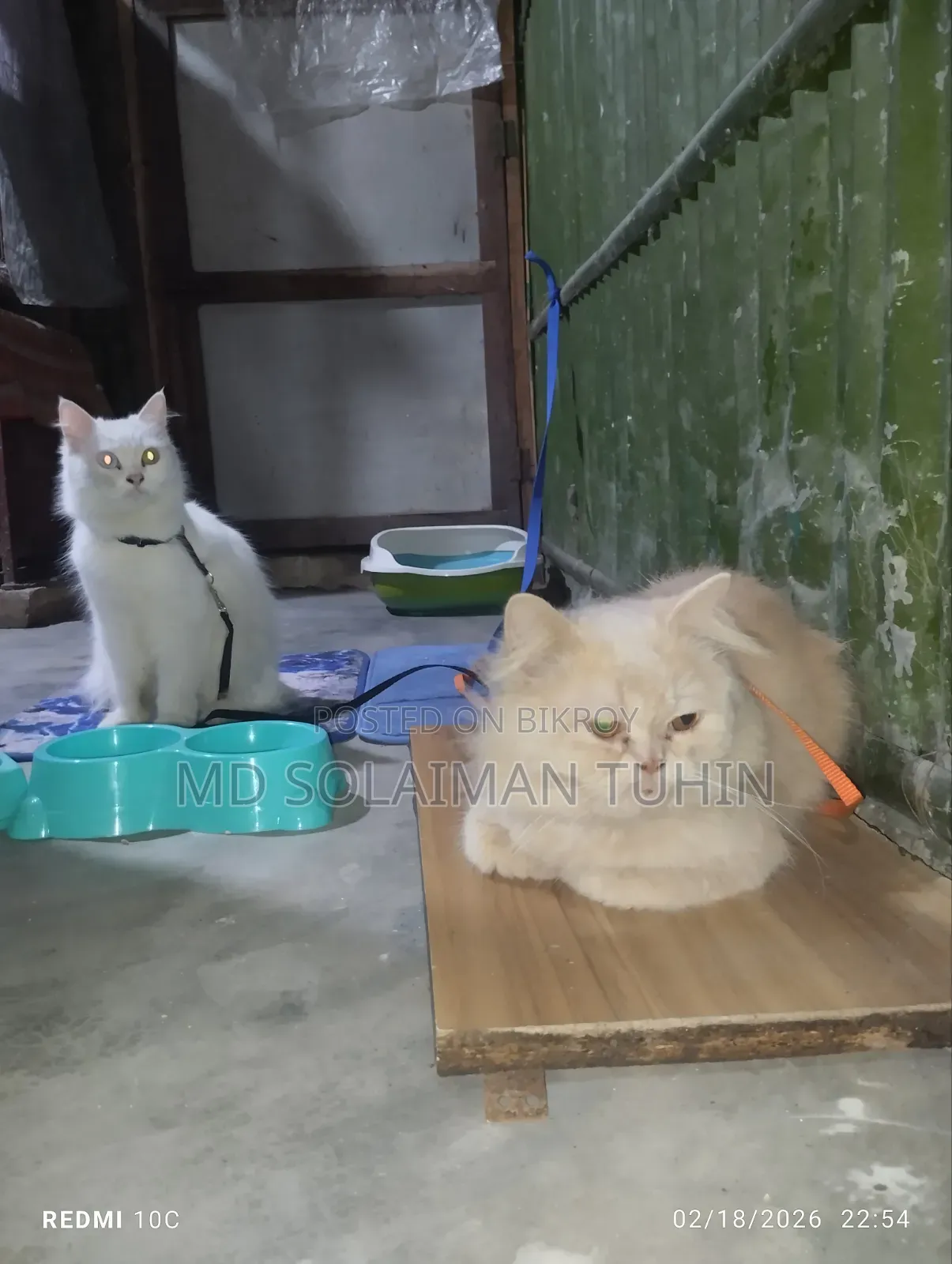 1+ Year Male Purebred Persian