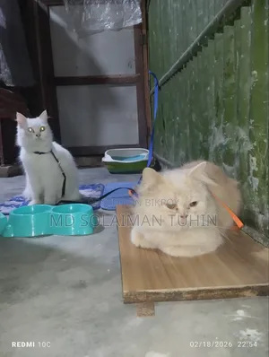 1+ Year Male Purebred Persian