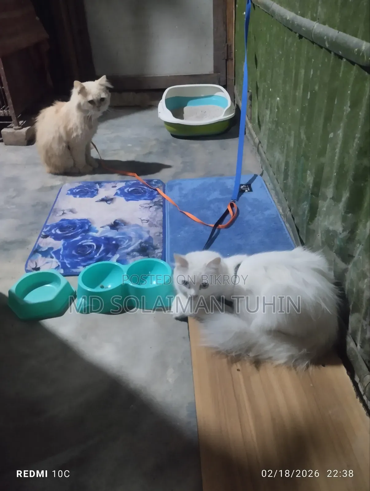1+ Year Male Purebred Persian