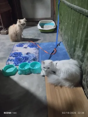 1+ Year Male Purebred Persian
