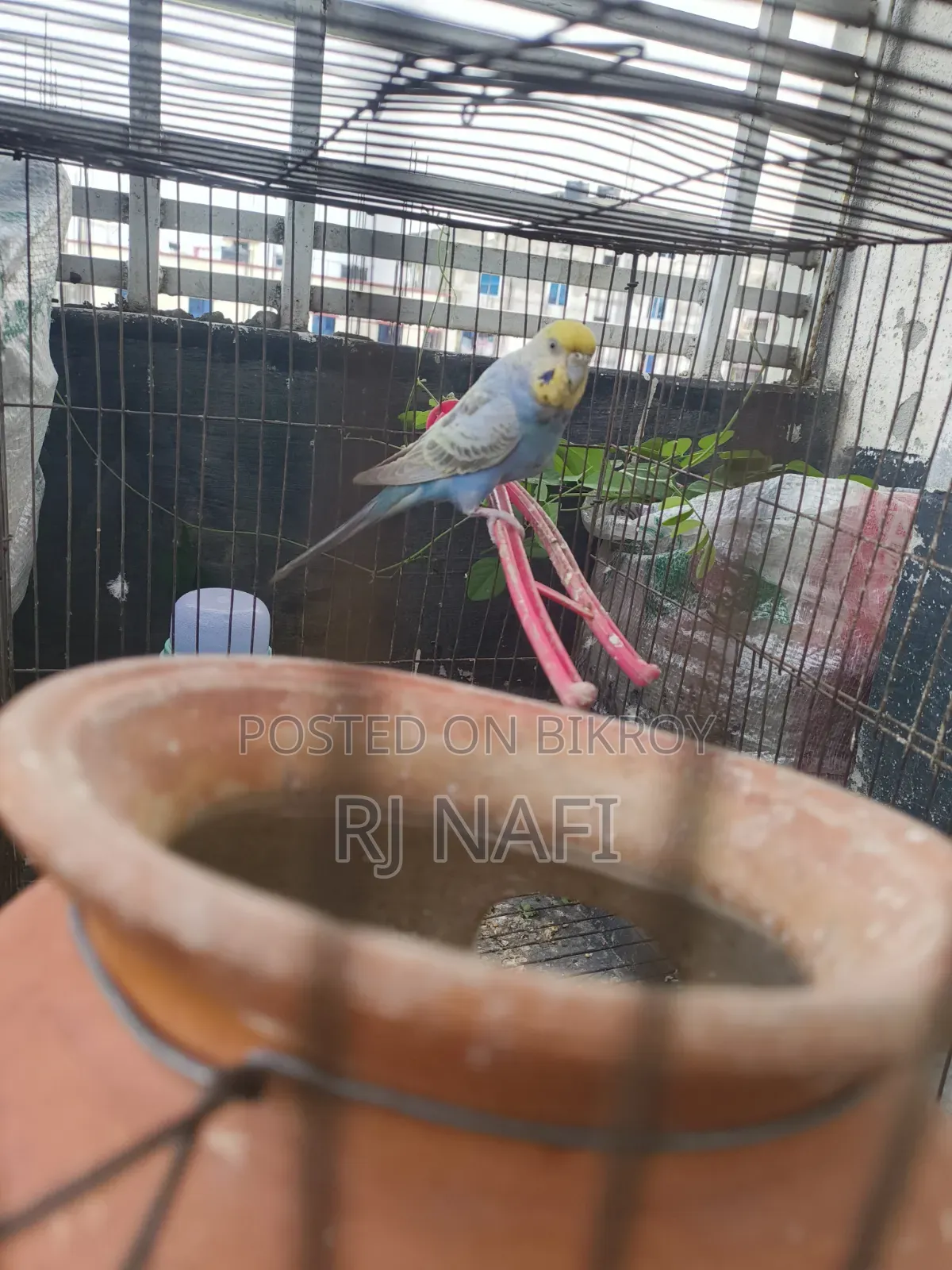 Rainbow Female Budgie