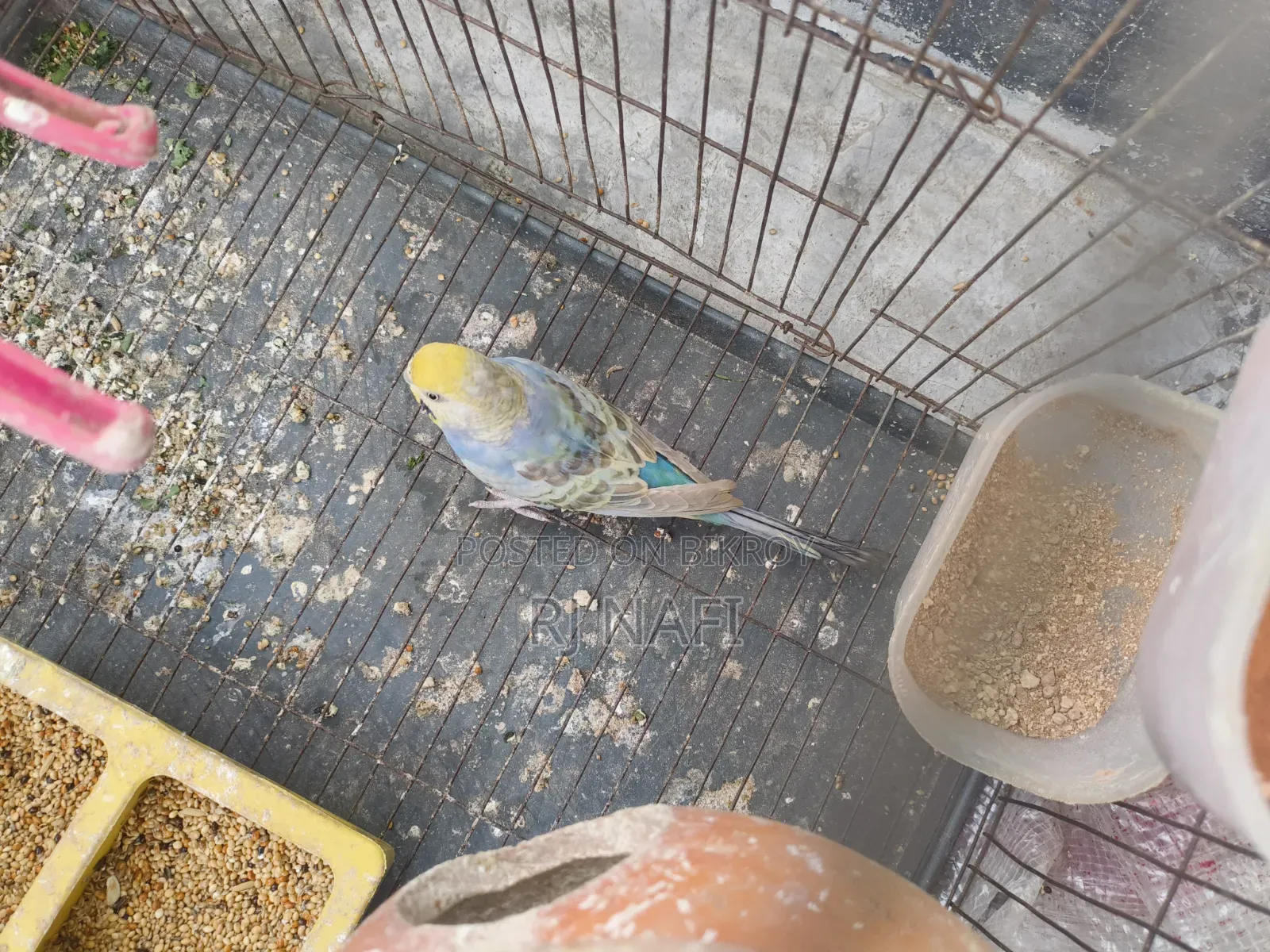 Rainbow Female Budgie