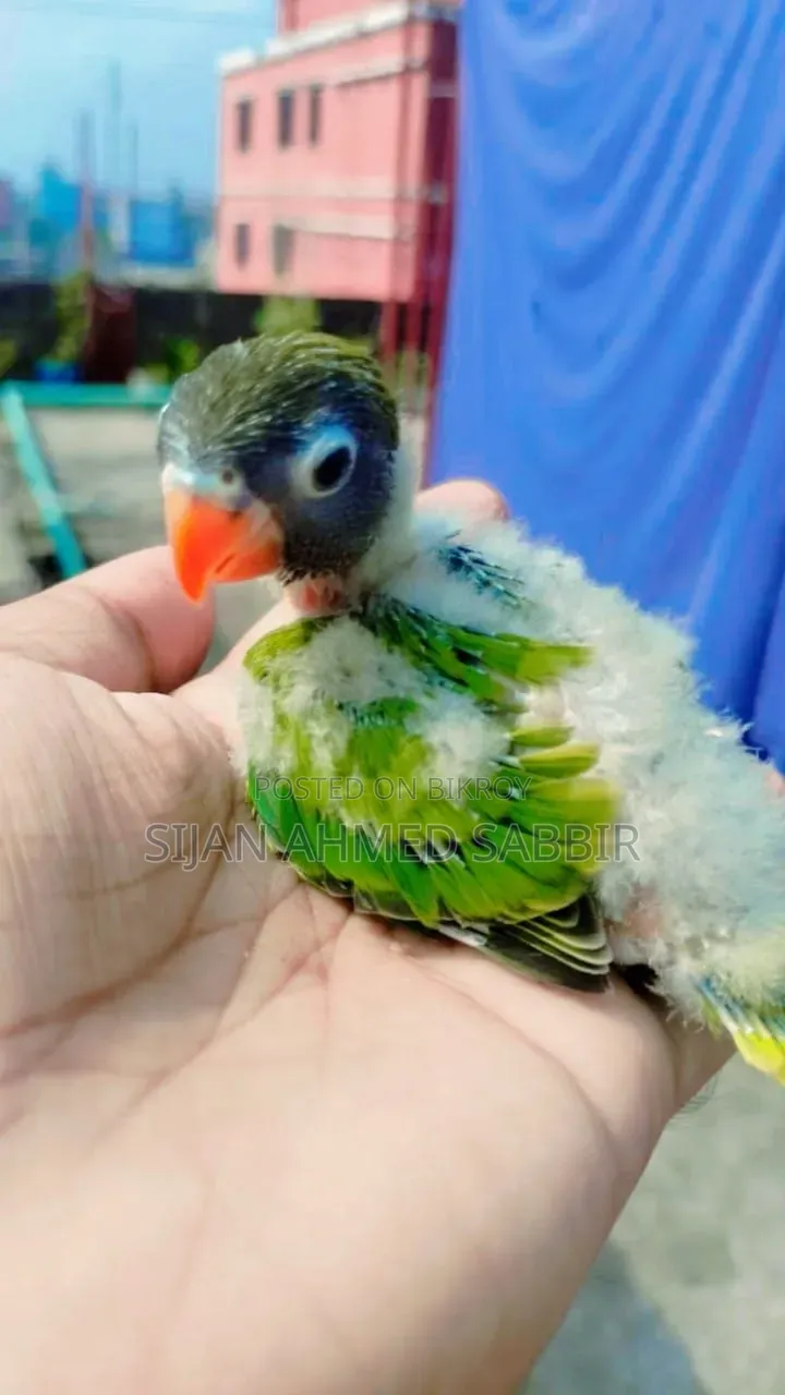 Two pieces of tame-sized Lovebird chicks