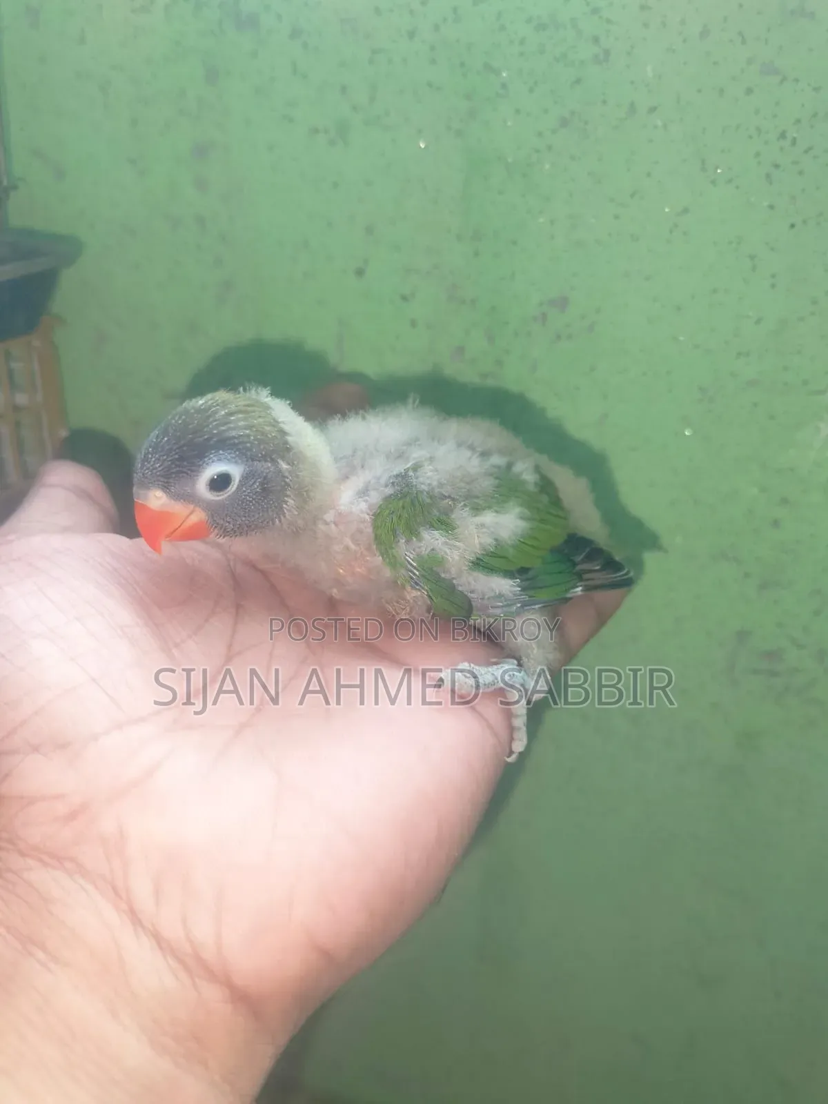 Two pieces of tame-sized Lovebird chicks