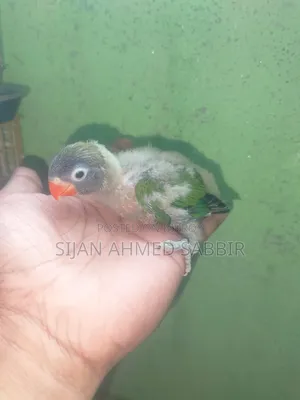 Two pieces of tame-sized Lovebird chicks