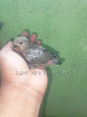 Two pieces of tame-sized Lovebird chicks