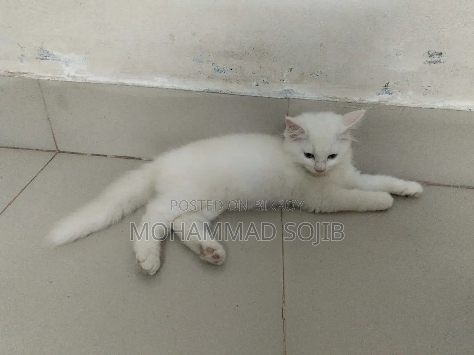 1-3 Months Male Purebred Persian Cat