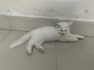 1-3 Months Male Purebred Persian