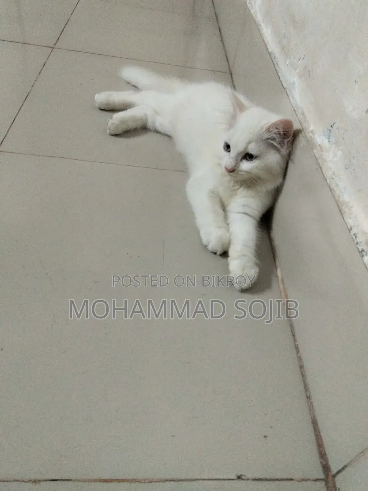 1-3 Months Male Purebred Persian Cat