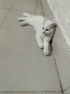 1-3 Months Male Purebred Persian Cat