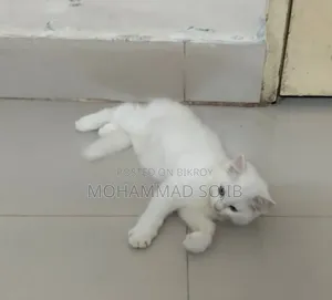 1-3 Months Male Purebred Persian Cat