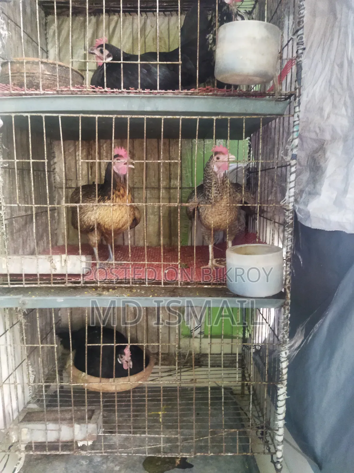 Some chickens for sale