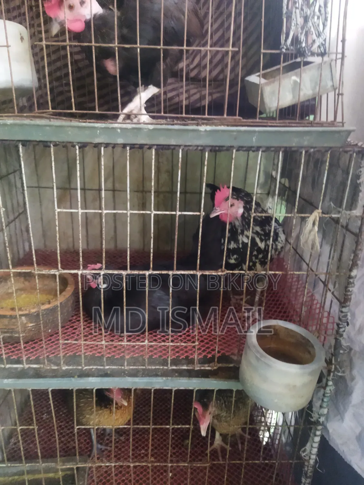 Some chickens for sale