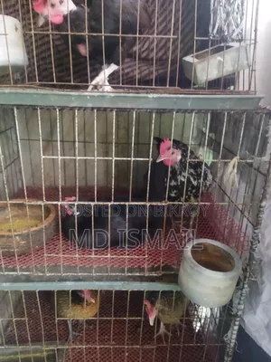 Some chickens for sale