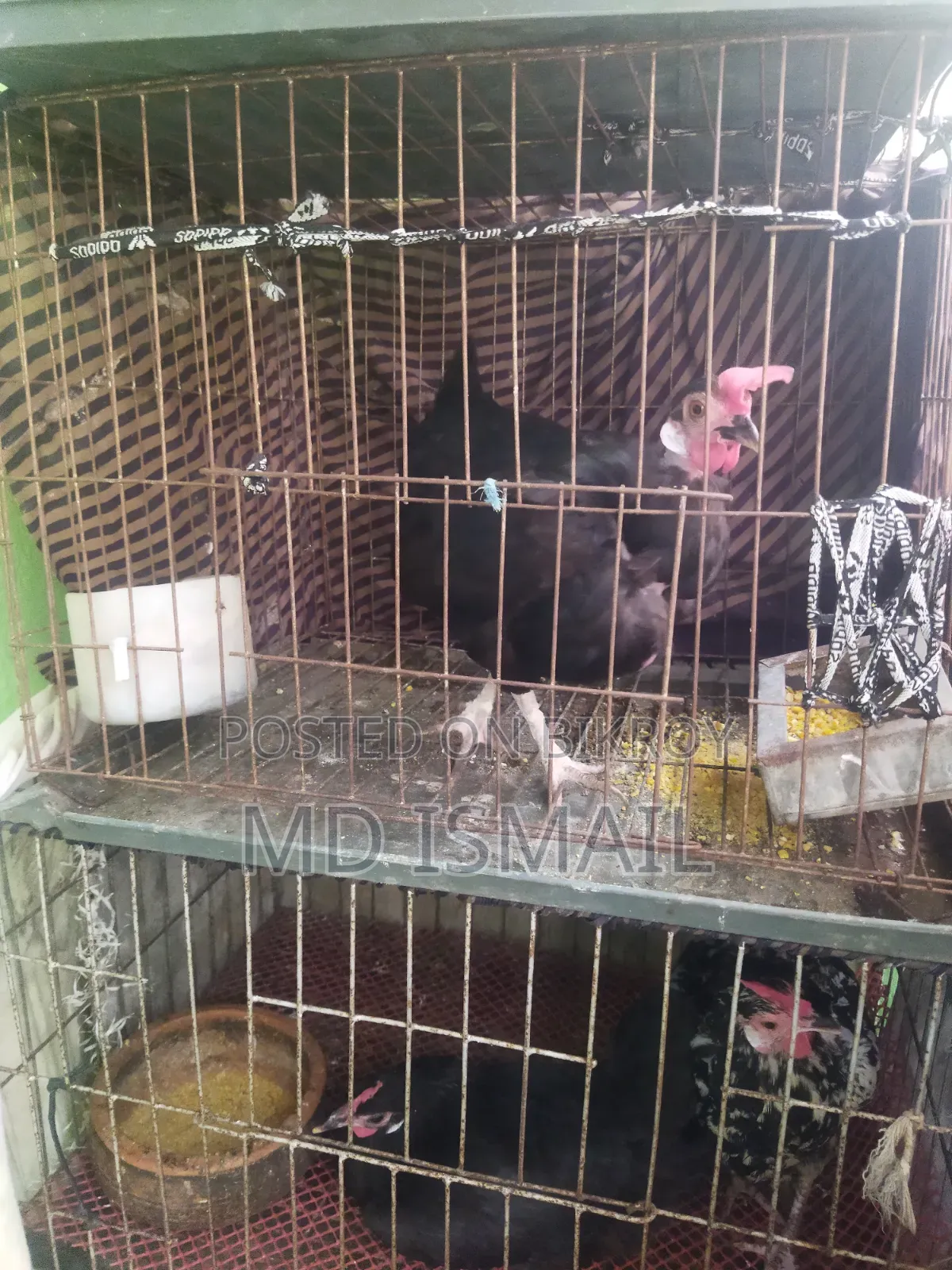 Some chickens for sale