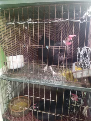 Some chickens for sale