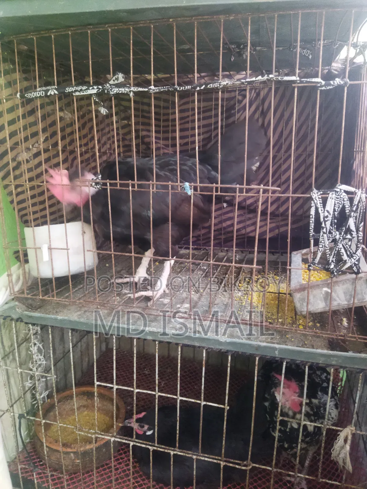 Some chickens for sale