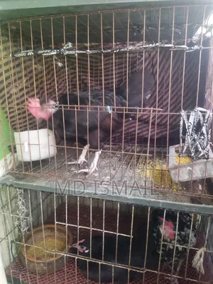 Some chickens for sale