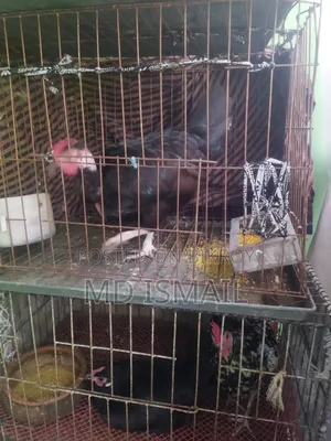 Some chickens for sale