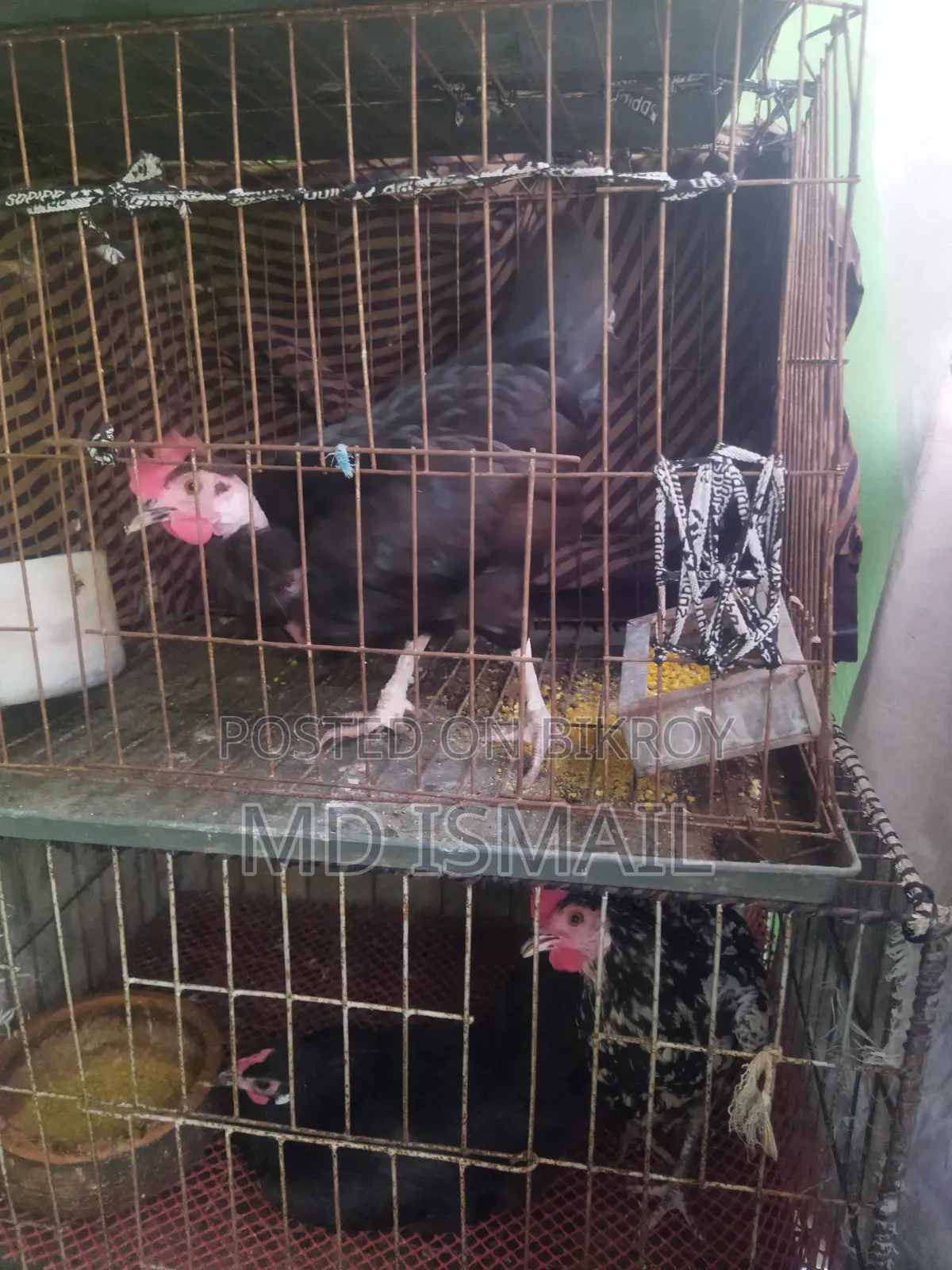 Some chickens for sale