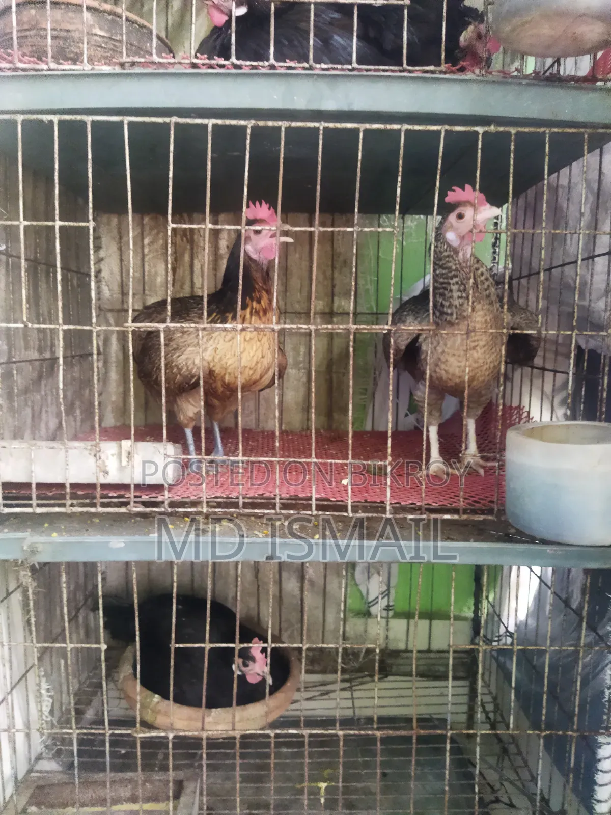 Some chickens for sale