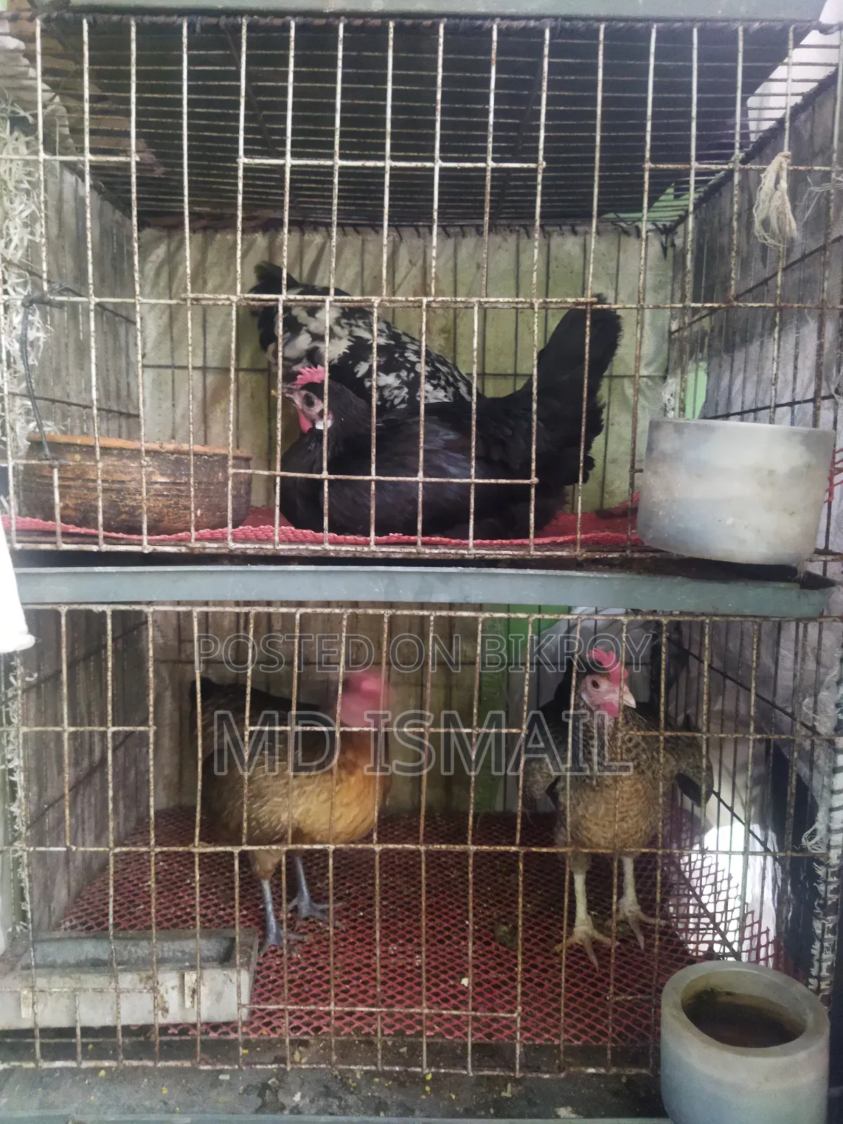 Some chickens for sale