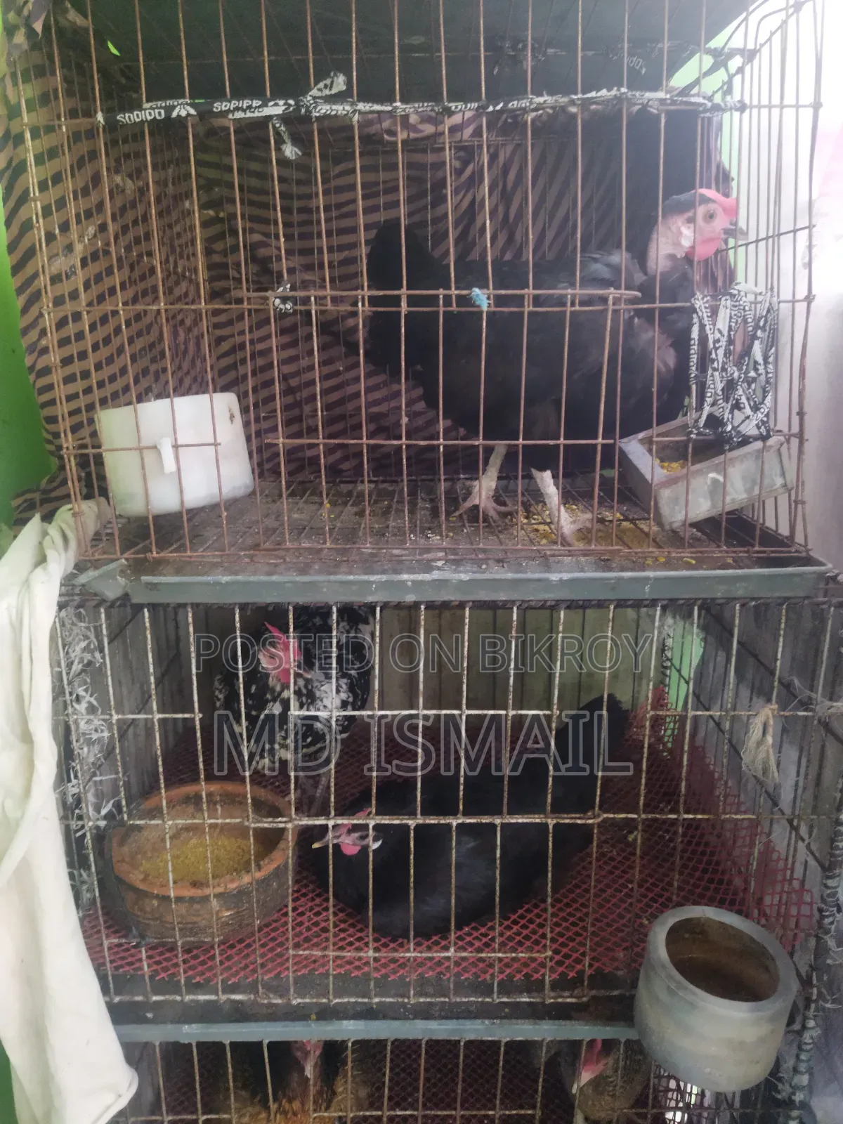 Some chickens for sale